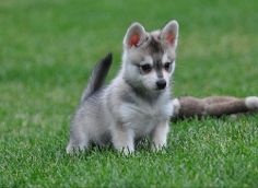 Masculino e feminino Malamute do Alaska 