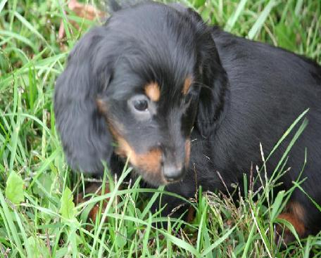 Masculino - fêmeas adorável Dachshund  cachorro