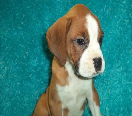 Boxer