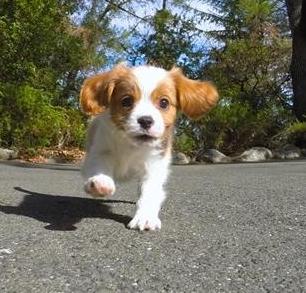  cavalier king charles spaniel Cachorro em contato conosco para mais informações e fotos