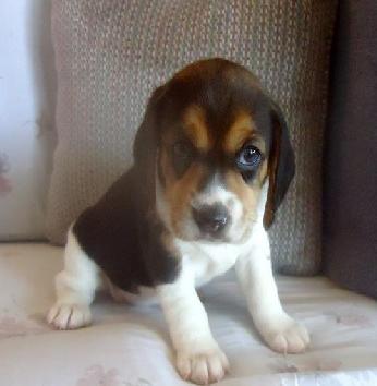 12 semanas velhos Cachorro Beagle