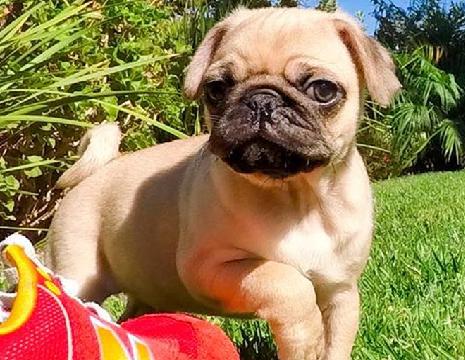 Masculino e feminino Cachorro Pug Carlino com olhos azuis