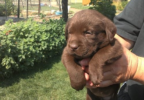 Golden Retriever