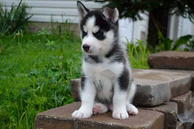 Cachorro AKC Husky para Adopção