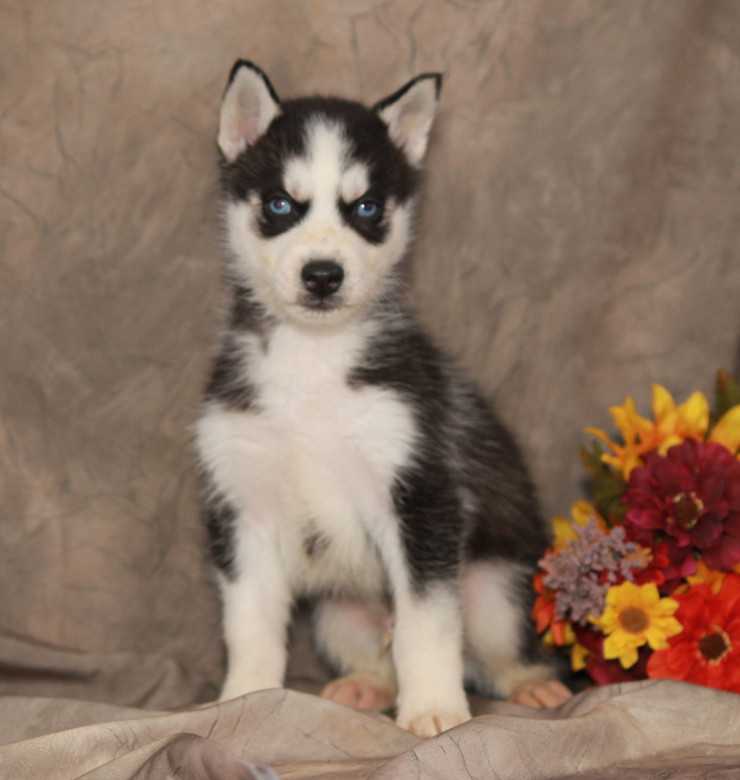 Cachorro AKC Husky para Adopção