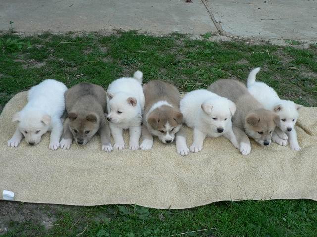 Akita Inu Cachorro para adoção