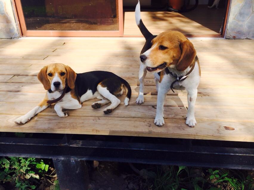 Beagle cachorro