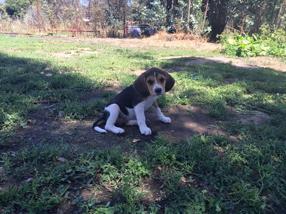 Beagle tricolor fêmea