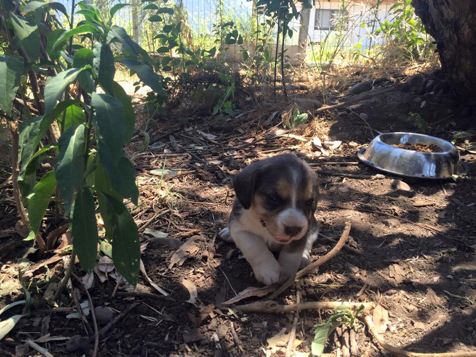 Beagle Portugal