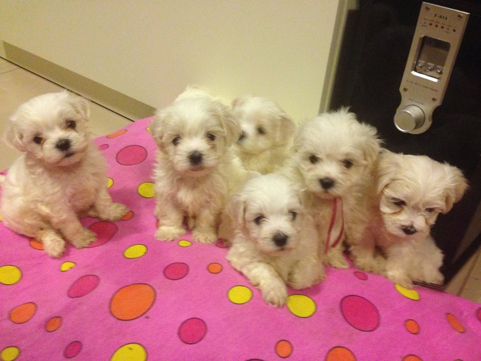 CÃES bichon Maltes