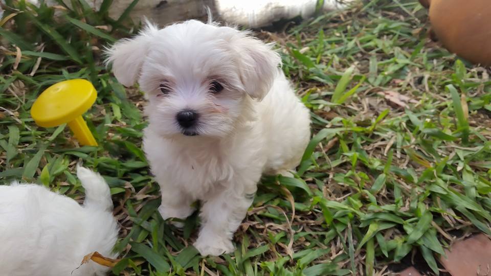 miniatura bichon Maltes para venda