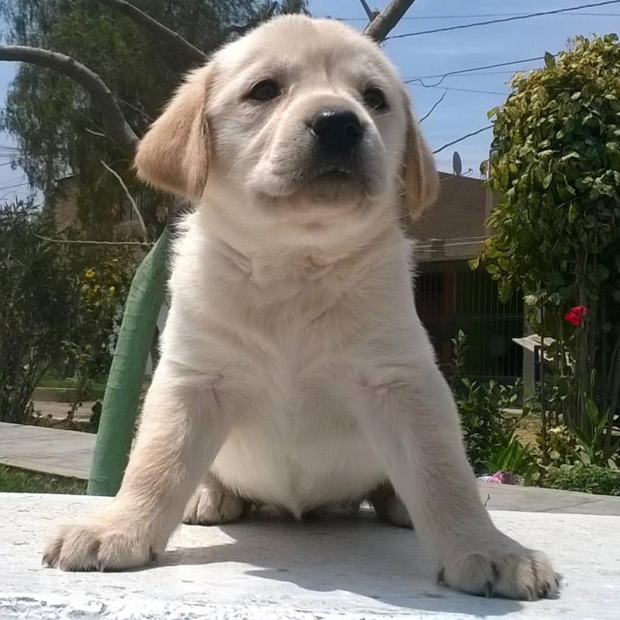 Cachorro para venda labrador  retriever