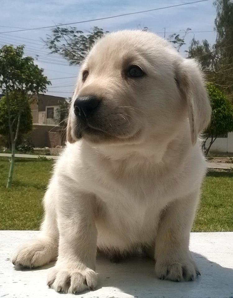 cachorro labrador  retriever