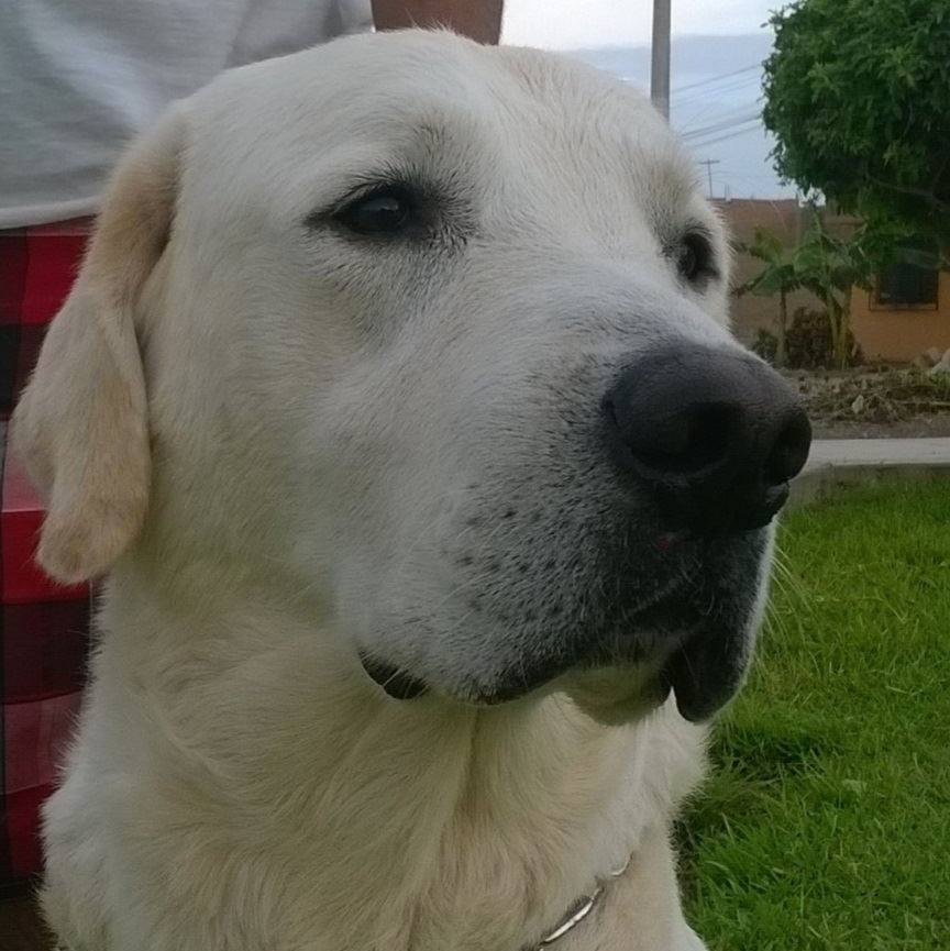 venda caes  labrador  retriever