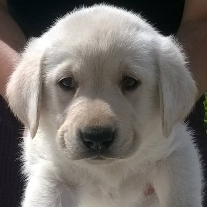 labrador  retriever Portugal