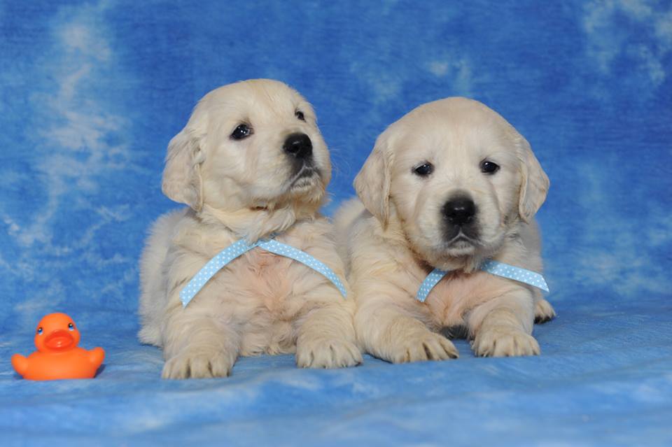 canil criador Golden Retriever