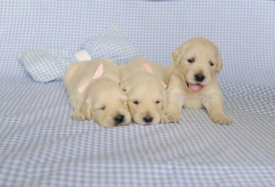 cachorro Golden Retriever venda