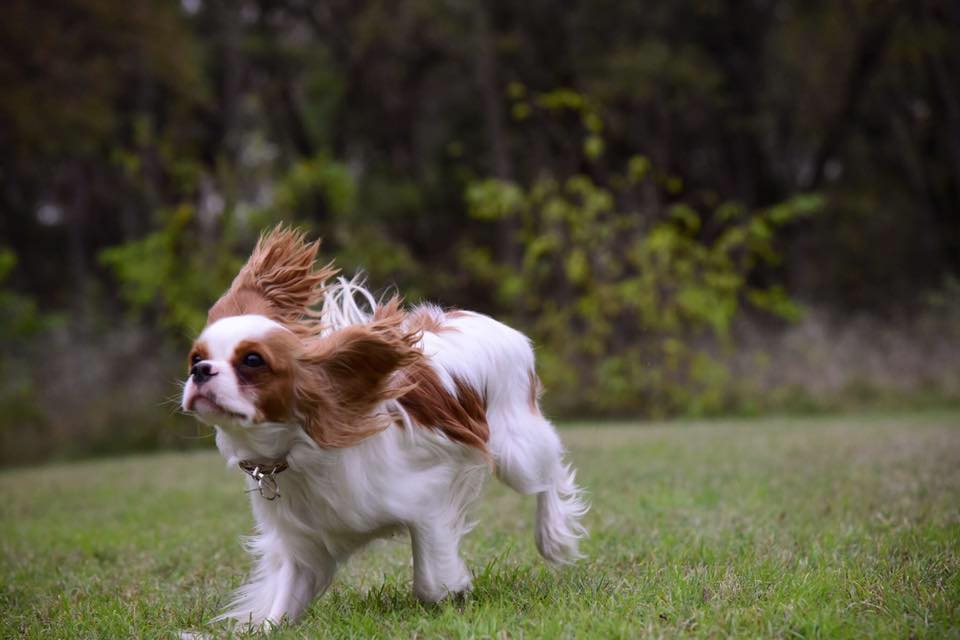 Cachorro cavalier venta