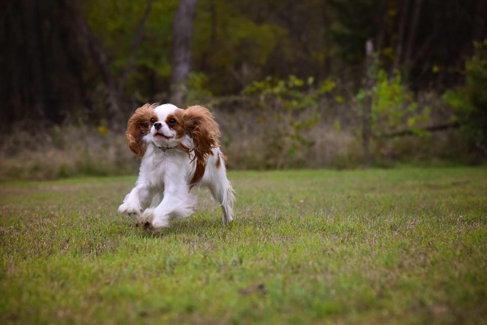 canil criador cavalier king charles spaniel