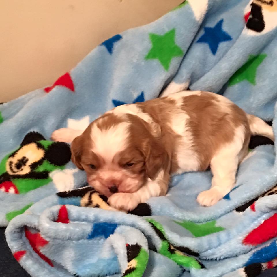 cachorro cavalier king charles spaniel