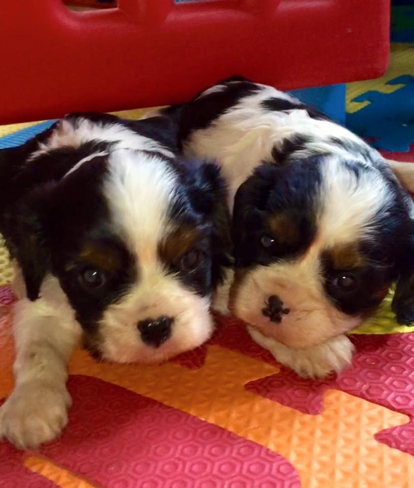 cavalier king charles spaniel - Portugal