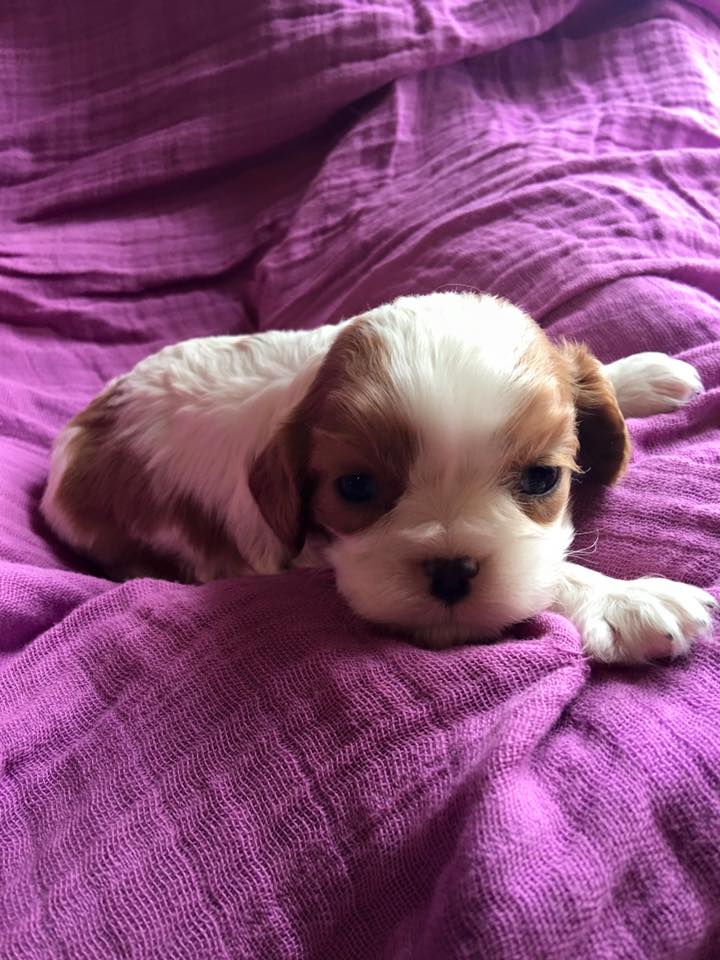 cavalier king charles spaniel