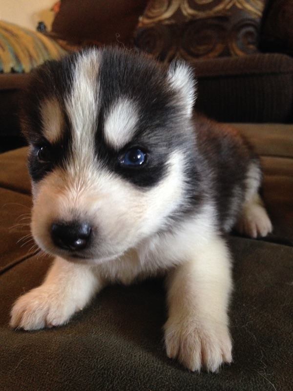 canil criador husky siberiano