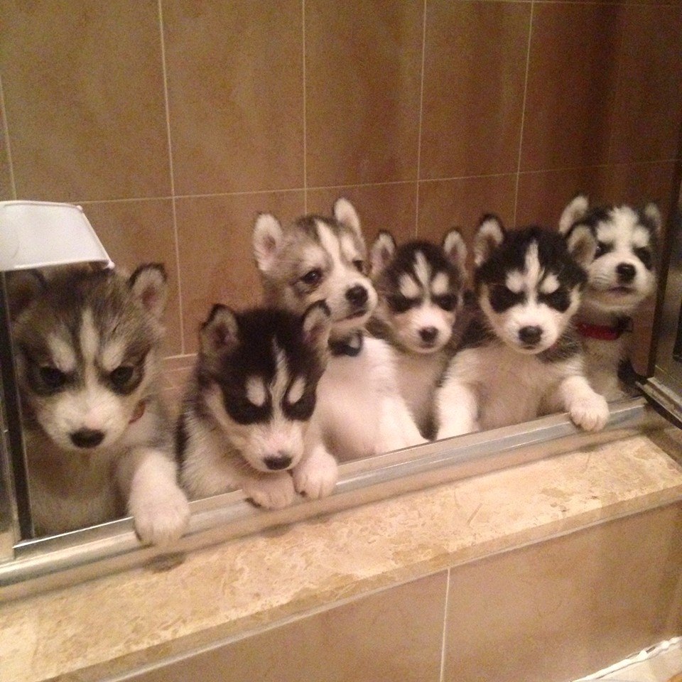 Cachorro para venda husky siberiano