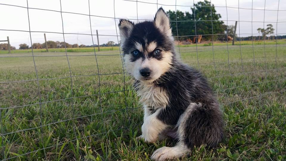 Preço cachorro husky siberiano