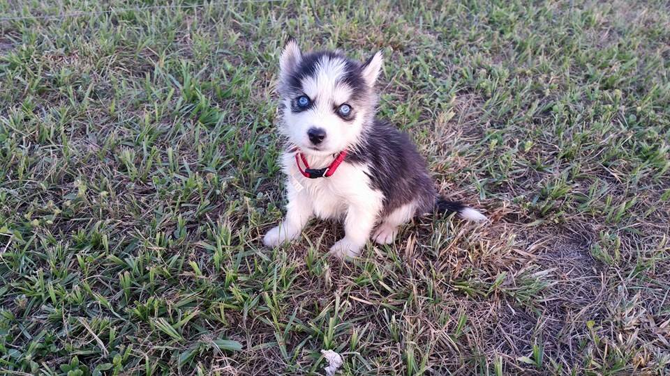 Cachorro husky siberiano para venda portugal