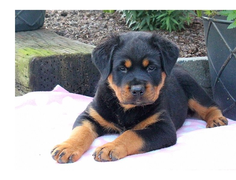 Rottweilers para venda