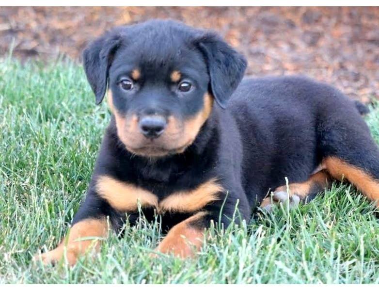 Rottweiler preço filhtoe