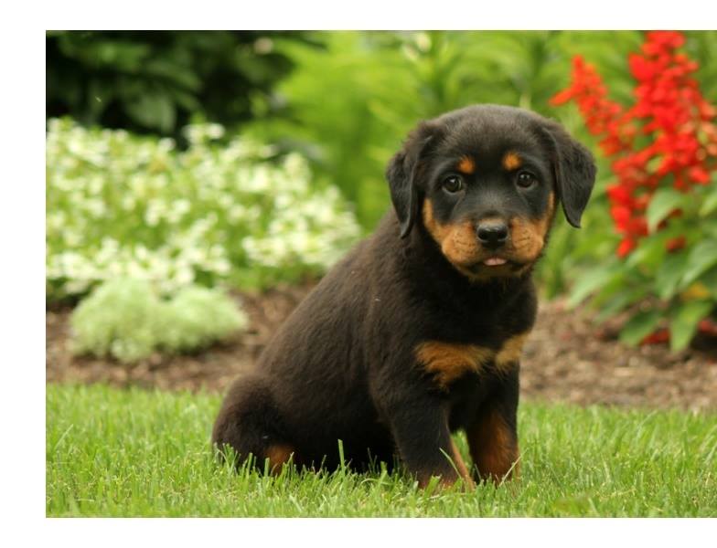 canil criador Rottweiler 