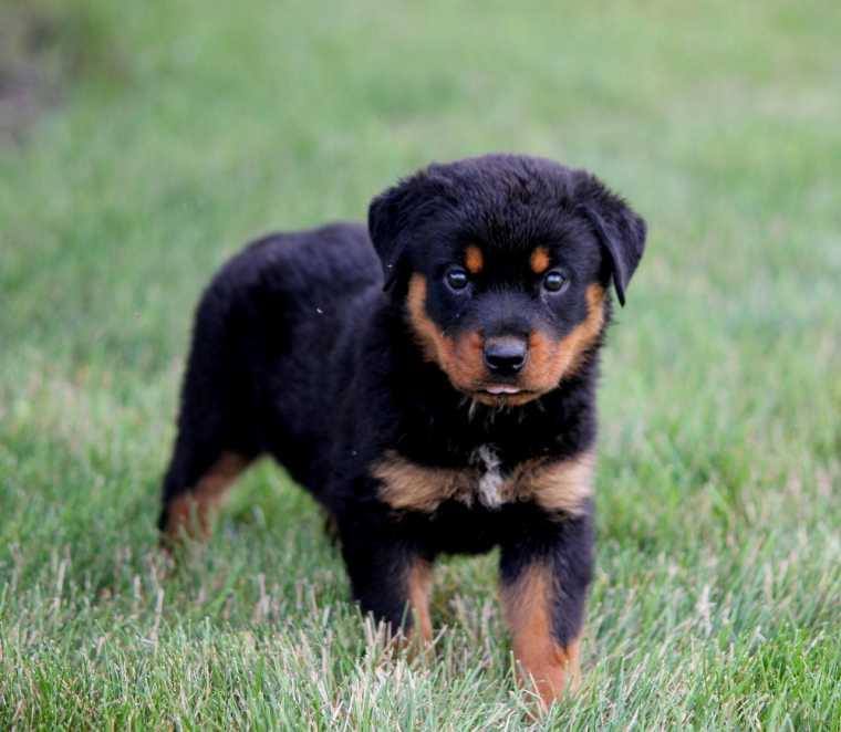 Rottweiler Portugal