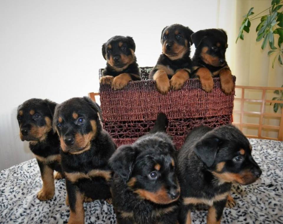 7 Cachorro Rottweiler