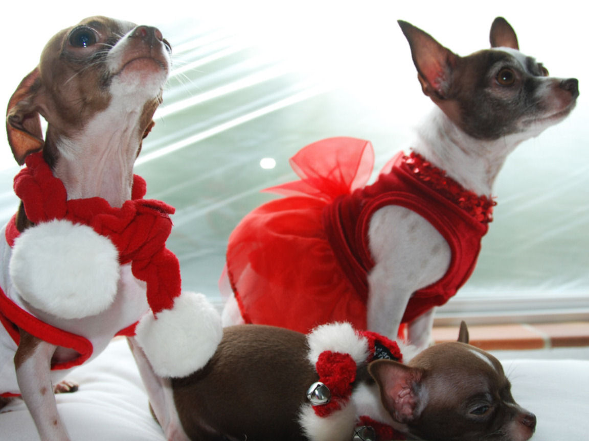 Se trata de una Navidad regalo