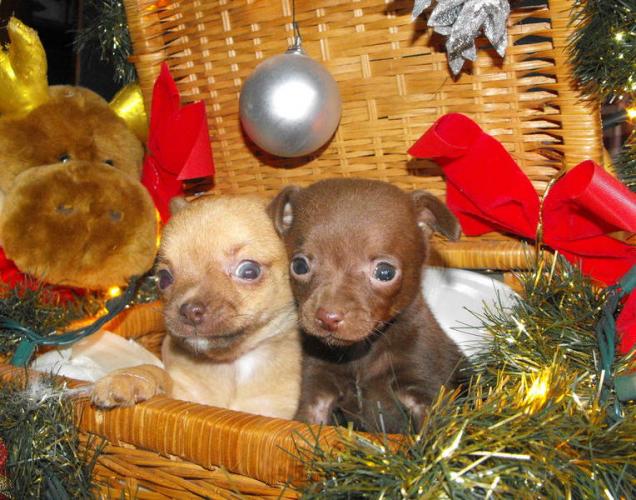 Se trata de una Navidad regalo