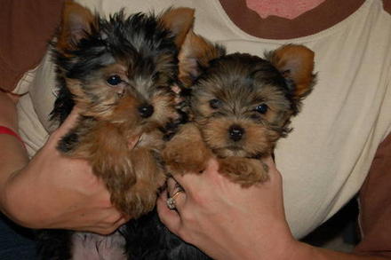  Os Cachorro de cachorro yorkshire para adoção