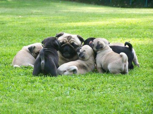  Adorável quatro ninhadas de Cachorro pug