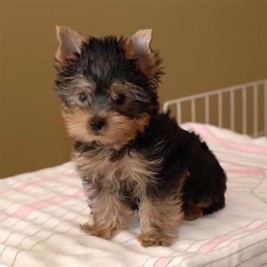  Cachorro Yorkie cachorros