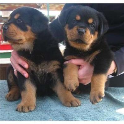  Cachorro de Rottweiler inteligentes