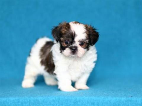  masculino precioso e Feminino Shih Tzu para adoção