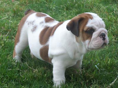  Inglês bonito do cachorro de cachorro Bulldog Querendo um novo lar