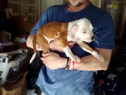 Filhotes americano Starffordshire Terriers para a aprovação urgente de um novo lar