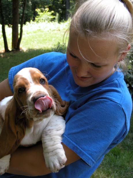 Casa e portáteis treinados Cachorro Basset Hound prontos para ir