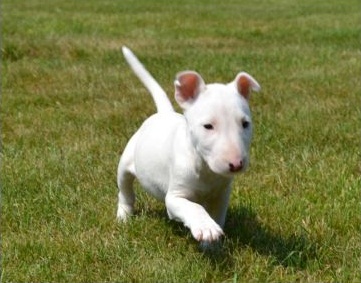 Ninhada de bull terrier