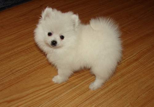  Pomeranian 