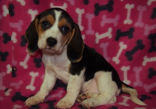  Beagle Tricolores
