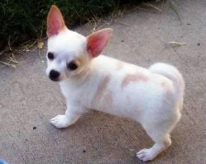   chiuhauhuas   Cachorro 