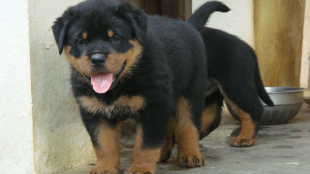  ROTTWEILER Cachorro